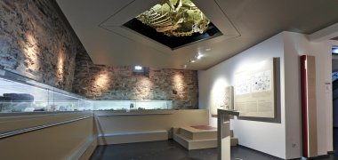 Pferdeskelett an der Decke im Museum642