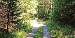 Wanderweg Geheime Lagune geschotterter Weg durch den Wald