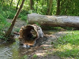 Wanderweg Griebse Baumstamm in einem Bach