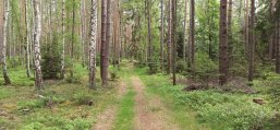 Wanderweg Heide Waldweg