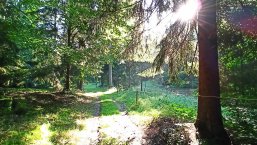 Wanderweg Schustersteig Sonner scheint durch Baumwipfel auf Waldweg
